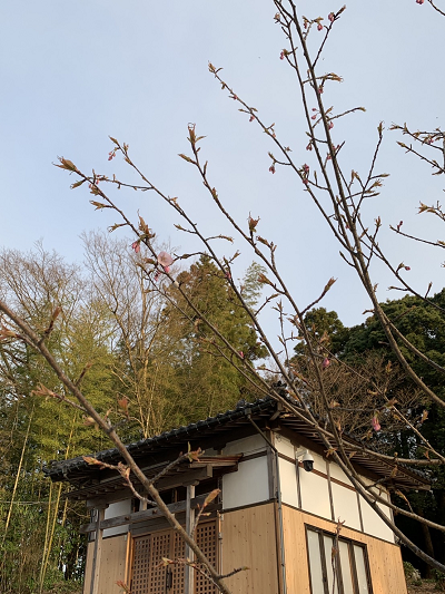 水戸田桜1　0401